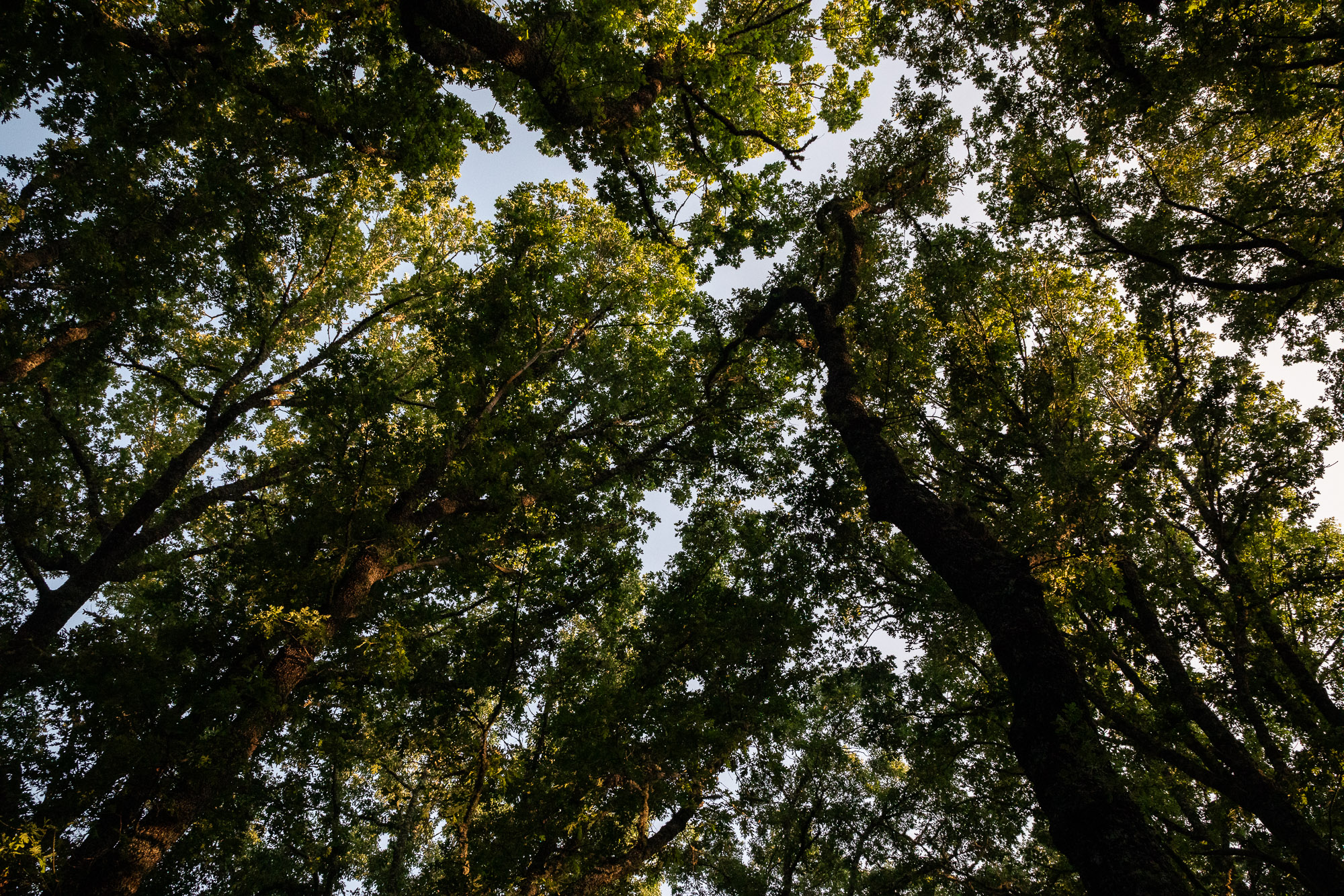 Forgarero Bosque